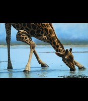 "Giraffe Drinking" by Craig Bone