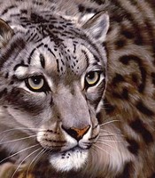 "Snow Leopard" by Jason Morgan