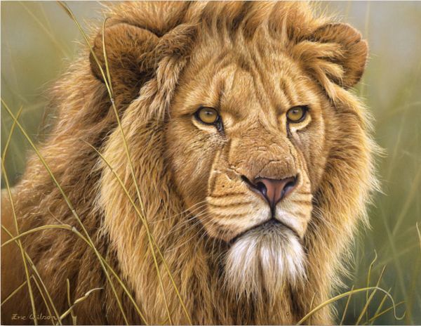 "Lion Portrait" Eric Wilson Wildlife Fine Art