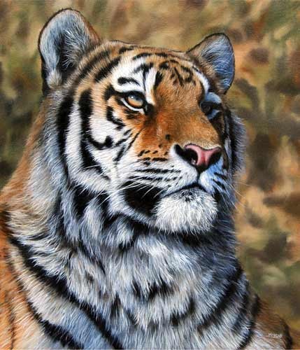 "Tiger Portrait" Jason Morgan